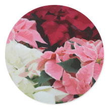 紅白とピンクの冬のポインセチア絵を描花