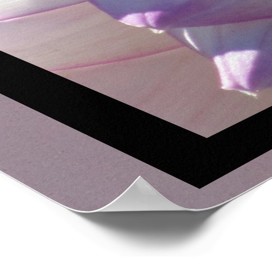 紅白のダリア花 ポスター (角)