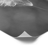 紅白ダンデロンの花の写真 ポスター (角)