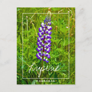 紅白ルパン Lupin Lupinus Flower ポストカード