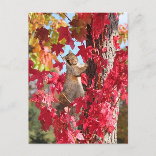 紅秋のリス ポストカード (正面)