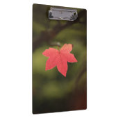 紅秋メープルリーフ自然写真 クリップボード (右)