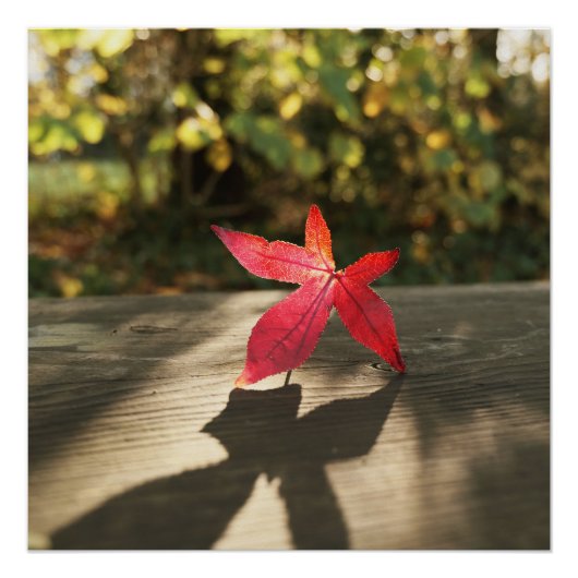 紅紫葉陽光 ポスター (正面)