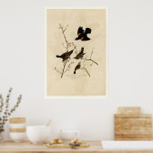 紅翼のスターリング ポスター (キッチン)