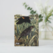 紅翼のブラックバードとカタテールの巣 ポストカード (スタンド正面)