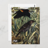紅翼のブラックバードとカタテールの巣 ポストカード (正面/裏面)