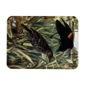 紅翼のブラックバードとカタテールの巣 マグネット (横)