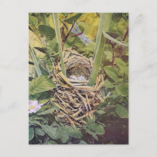 紅翼のブラックバードの巣 ポストカード (正面)
