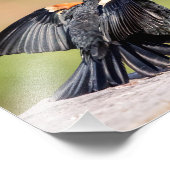 紅翼のブラックバードの歌 フォトプリント            (角)