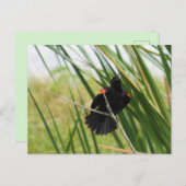 紅翼のブラックバードフォトポストカードを歌う ポストカード (正面/裏面)