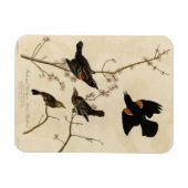紅翼のブラックバード – オードボンのアメリカの鳥 マグネット (横)