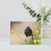 紅翼のブラックバード ポストカード (スタンド正面)