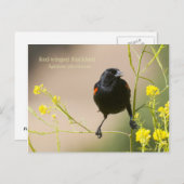 紅翼のブラックバード ポストカード (正面/裏面)