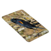 紅翼のブラックバード マグネット (右側)