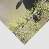 紅翼のブラックバード – 羽が立ち上がらない 薄葉紙 (詳細)