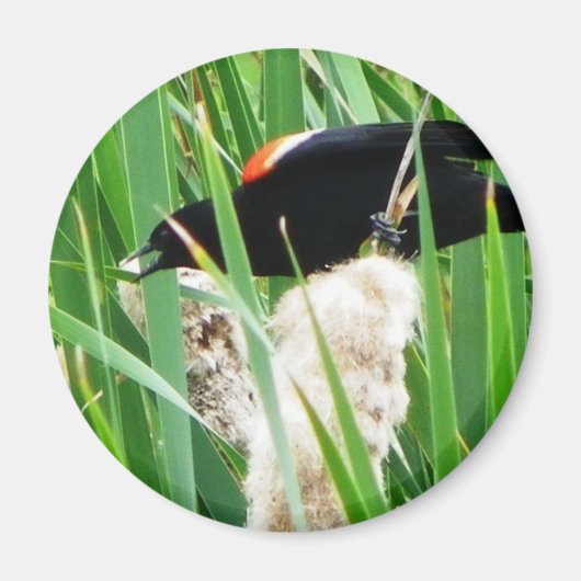 紅翼の黒鳥 マグネット (正面)