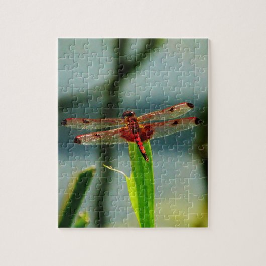 紅色と黒色のトンボ ジグソーパズル (縦)