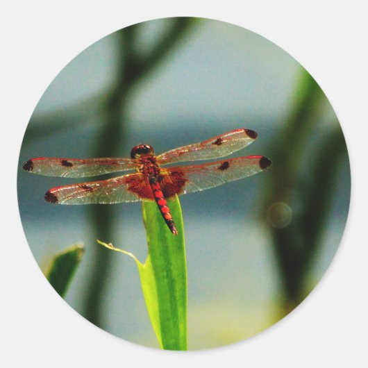 紅色と黒色のトンボ ラウンドシール (正面)