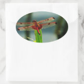 紅色と黒色のトンボ 楕円形シール (バッグ)