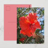 「紅色の恵み:木に咲く赤いハイビスカス」 ポストカード (正面/裏面)