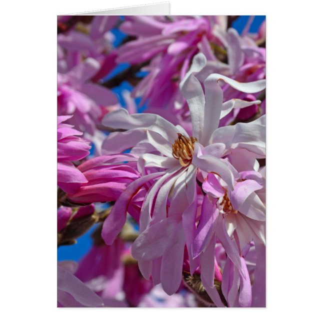 紅色の花 (正面)