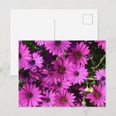 紅色骨permum花 ポストカード (正面/裏面)