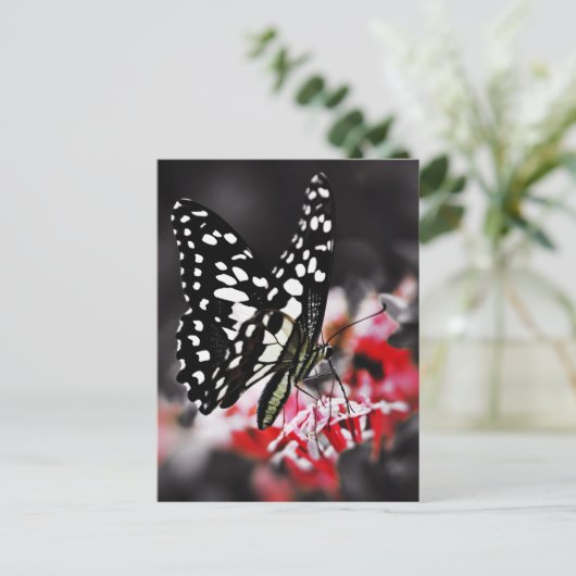 紅花の蝶 ポストカード (スタンド正面)