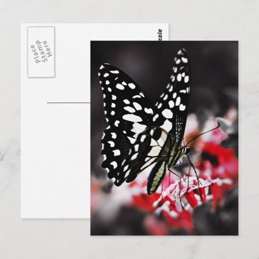 紅花の蝶 ポストカード (正面/裏面)