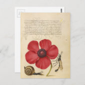 紅花カタツムリ ポストカード (正面/裏面)