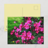 紅花明るい葉書 ポストカード (正面/裏面)