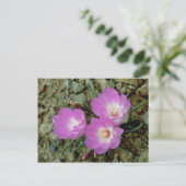 紅苦根花 ポストカード (スタンド正面)