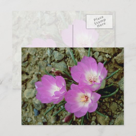 紅苦根花 ポストカード (正面/裏面)