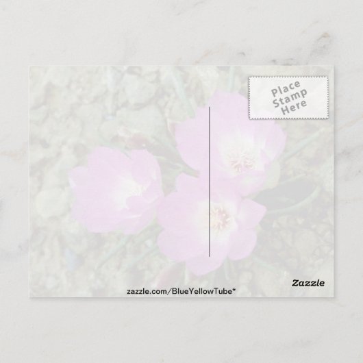 紅苦根花 ポストカード (裏面)