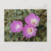 紅苦根花 ポストカード (正面)