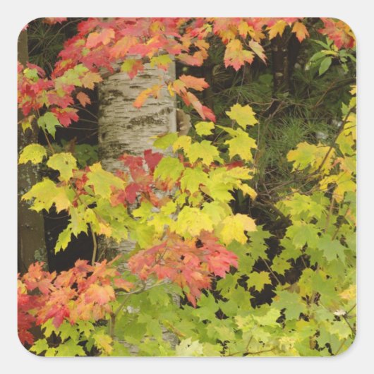 紅葉したもみじと白樺の木 スクエアシール (正面)