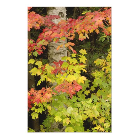 紅葉したもみじと白樺の木 フォトプリント            (正面)