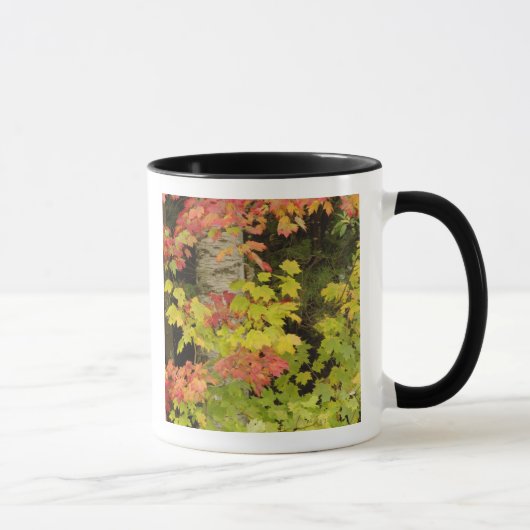 紅葉したもみじと白樺の木 マグカップ (右)