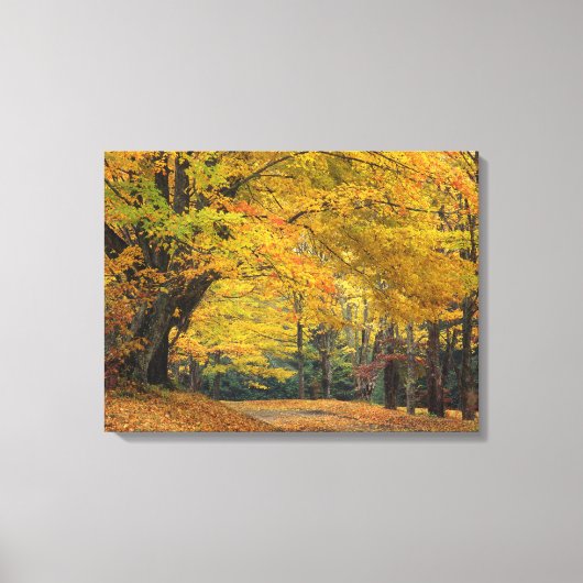 紅葉したもみじの木が枝を伸ばす田舎道、 キャンバスプリント (正面)