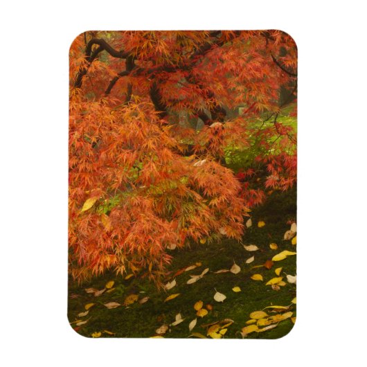 紅葉したイタヤカエデ マグネット (縦)