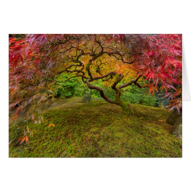 紅葉したイロハモミジ (正面横)