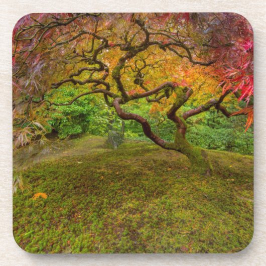 紅葉したイロハモミジ コースター (正面)