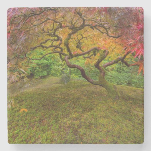 紅葉したイロハモミジ ストーンコースター (正面)