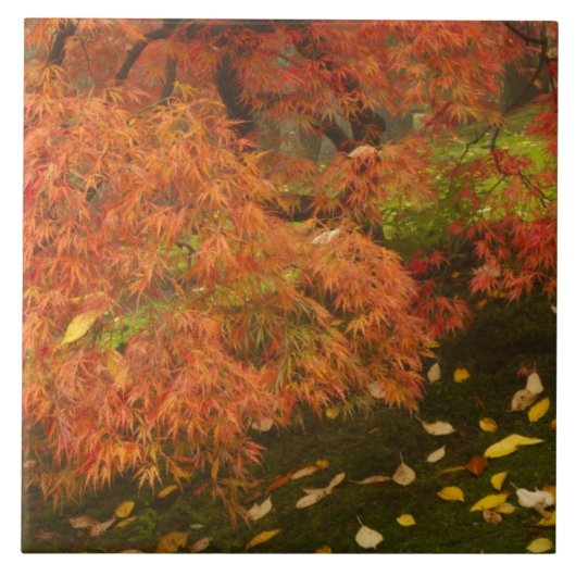 紅葉したイロハモミジ タイル (正面)