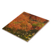紅葉したイロハモミジ タイル (側面)