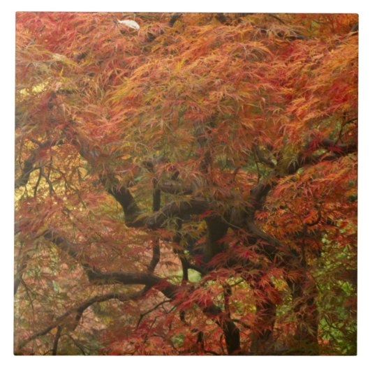 紅葉したイロハモミジ タイル (正面)