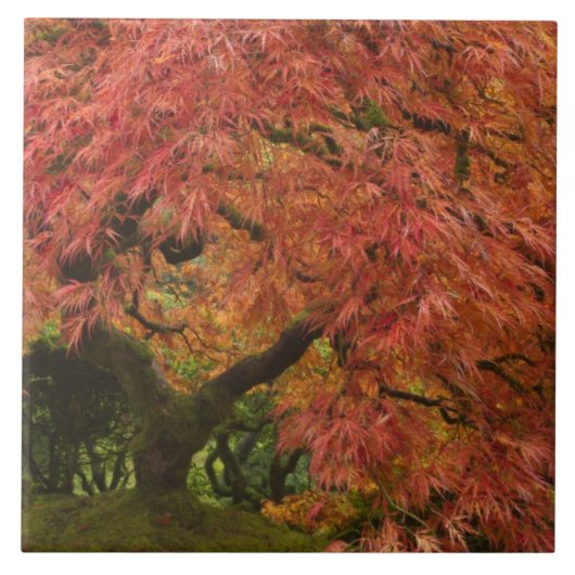 紅葉したイロハモミジ タイル (正面)