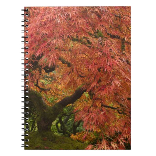 紅葉したイロハモミジ ノートブック (正面)