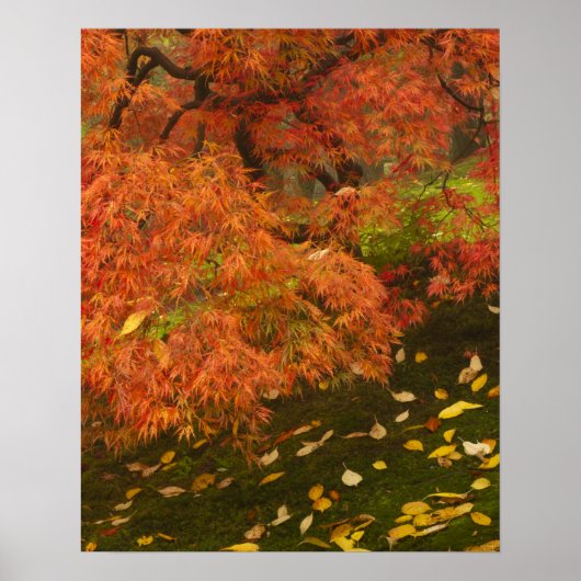 紅葉したイロハモミジ ポスター (正面)