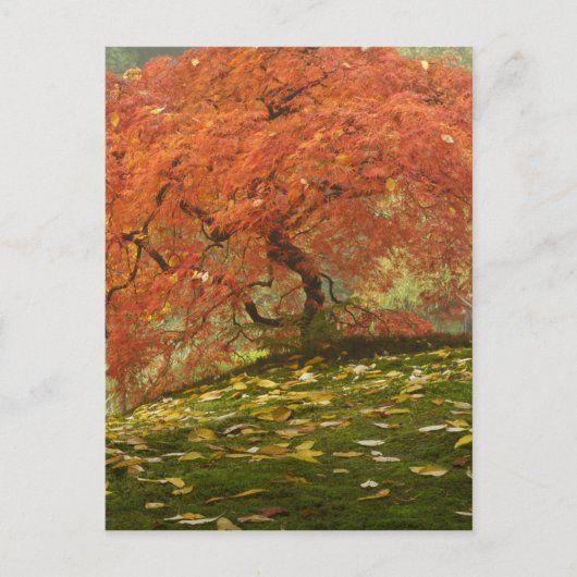 紅葉したイロハモミジ ポストカード (正面)