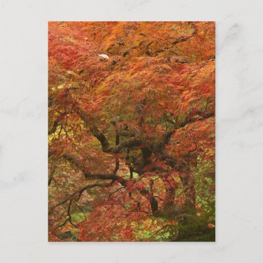 紅葉したイロハモミジ ポストカード (正面)